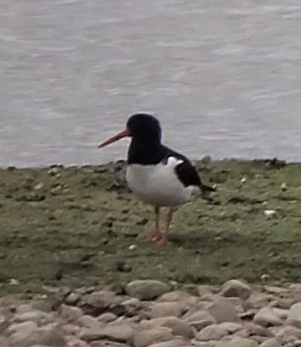 Eurasian Oystercatcher - ML636287265