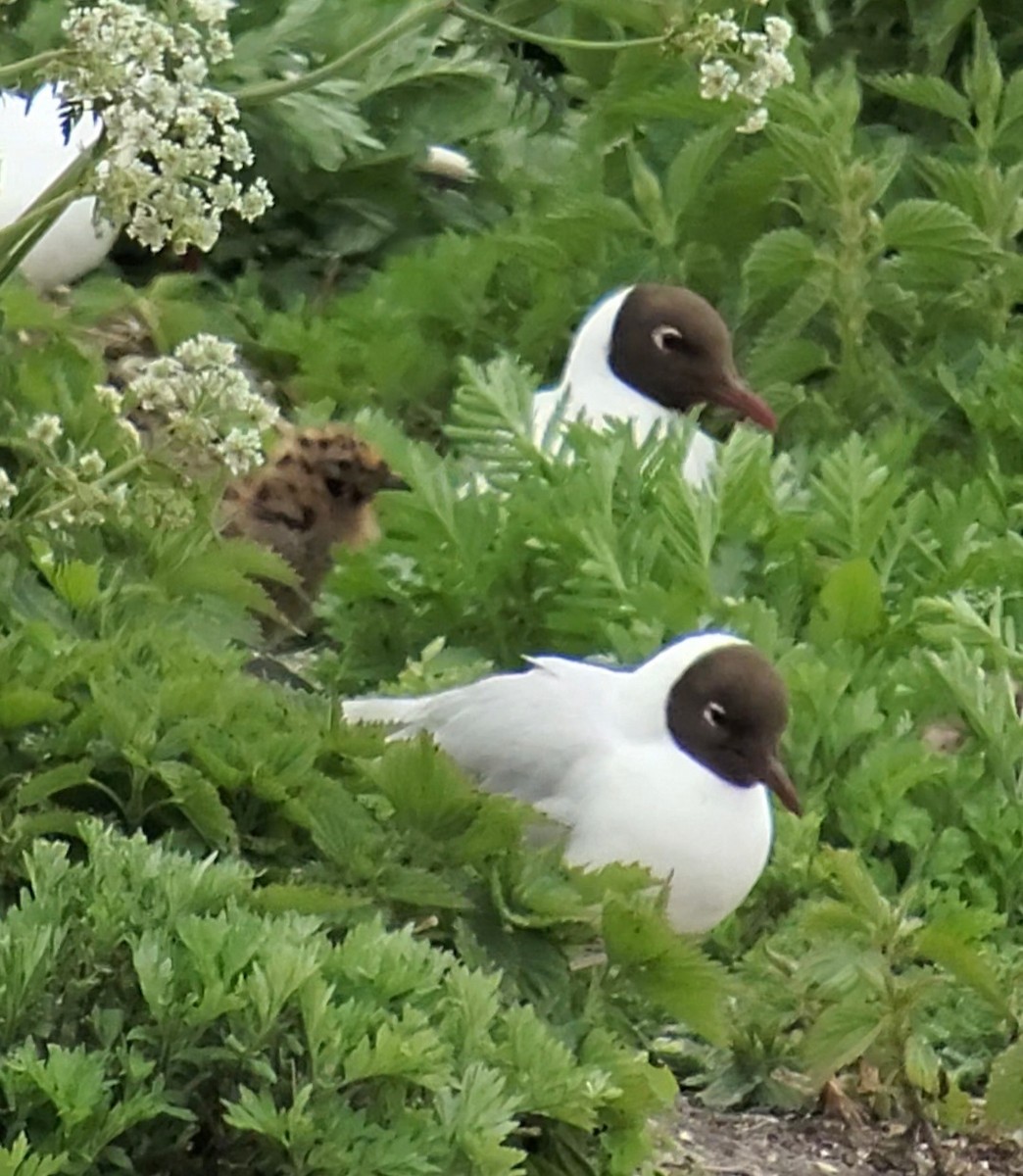 Black-headed Gull - ML636287274