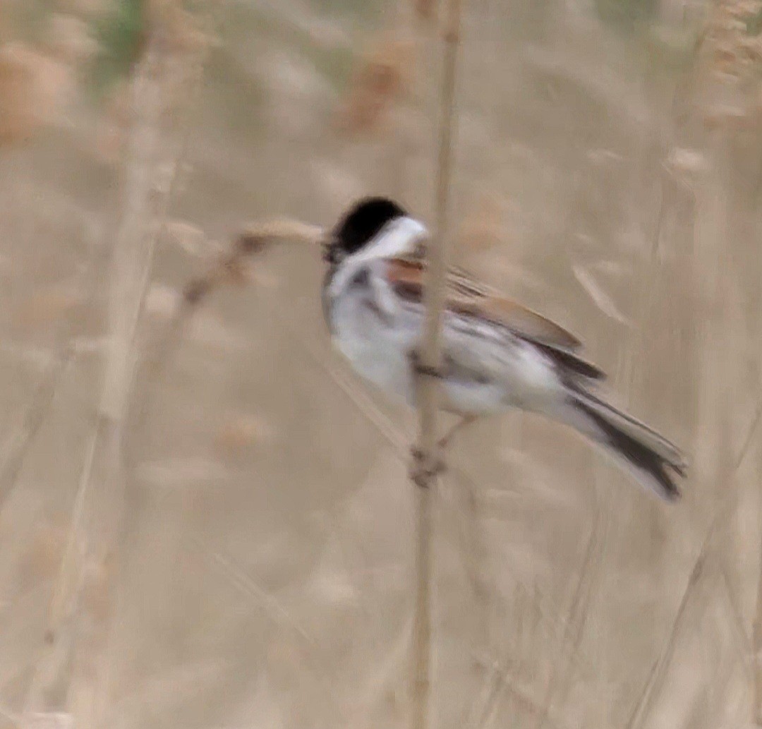 Reed Bunting - ML636287291