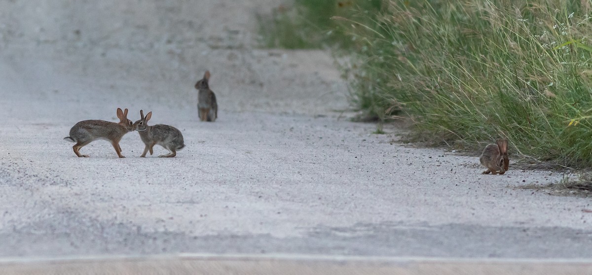 Animals - ML636287322