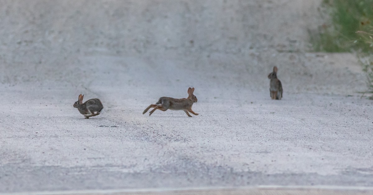 Animals - ML636287323