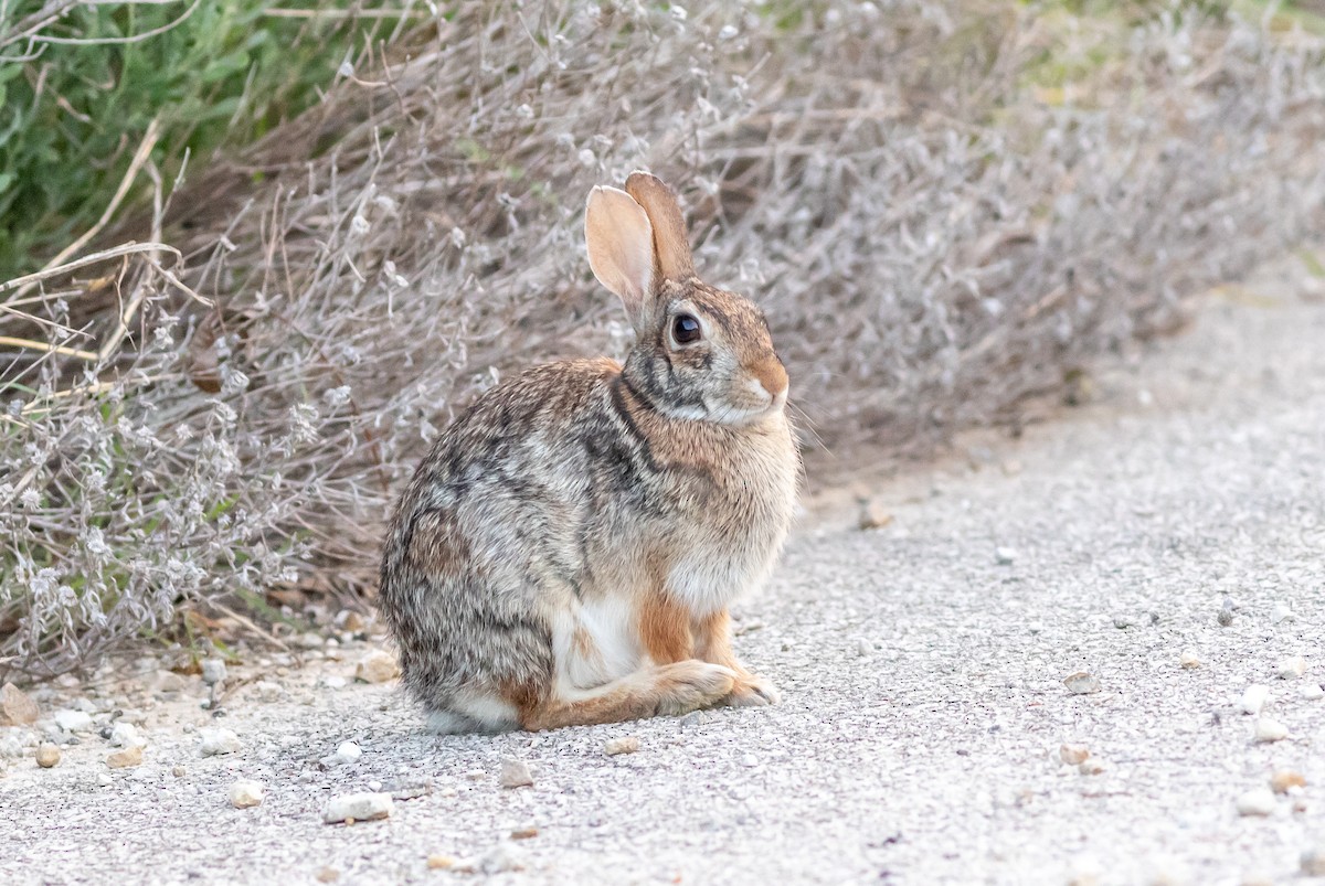 Animals - ML636287324