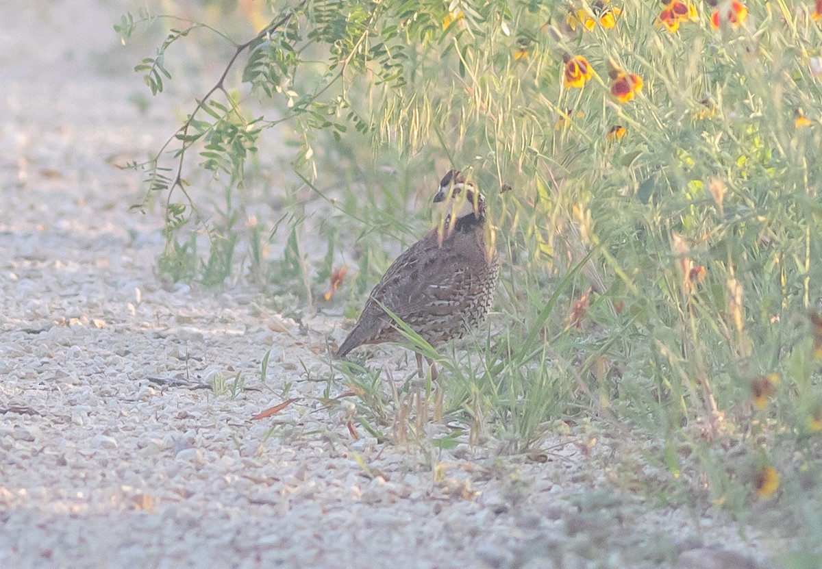Northern Bobwhite - ML636287363