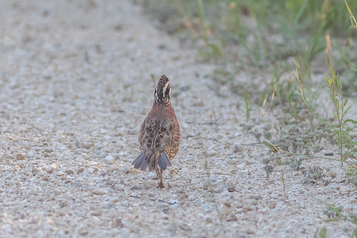 Northern Bobwhite - ML636287365