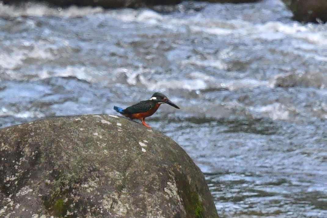 Blyth's Kingfisher - ML636287385
