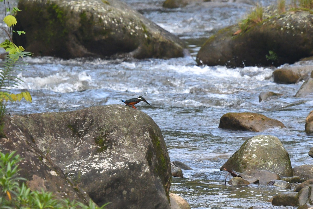 Blyth's Kingfisher - ML636287386