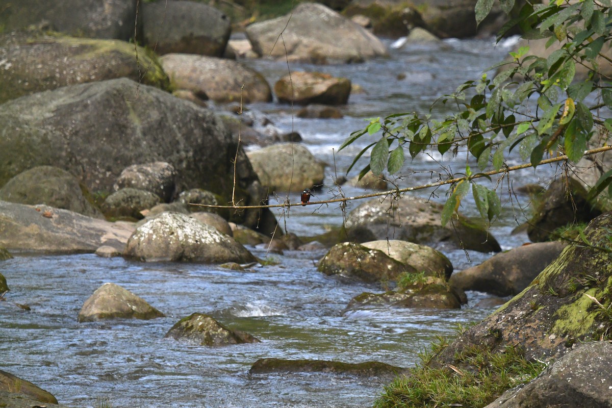 Blyth's Kingfisher - ML636287387