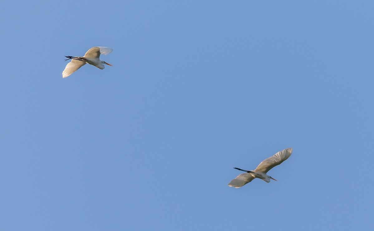 Great Egret - ML636287397