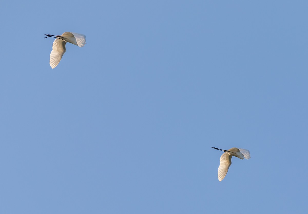 Great Egret - ML636287398