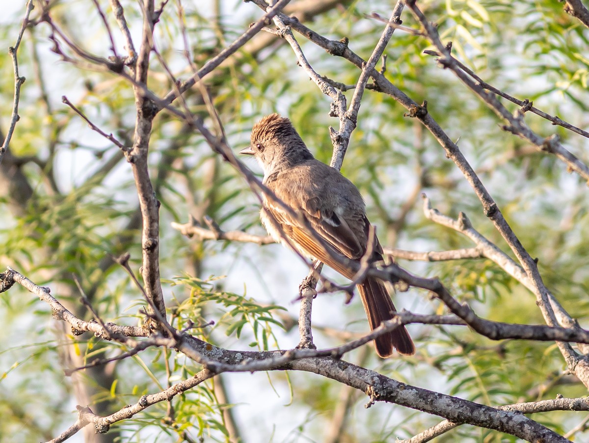 Great Crested Flycatcher - ML636287409