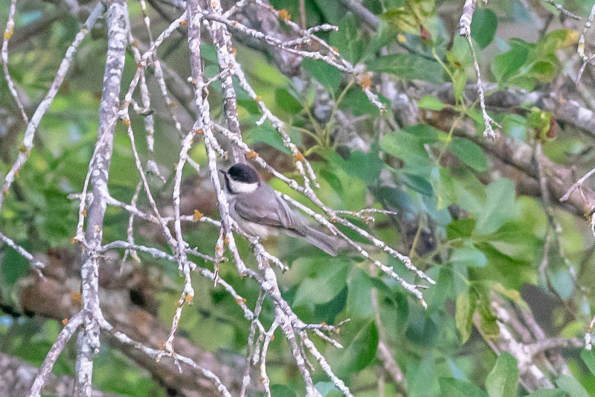 Carolina Chickadee - ML636287424