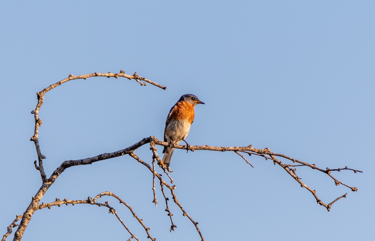 Eastern Bluebird - ML636287439