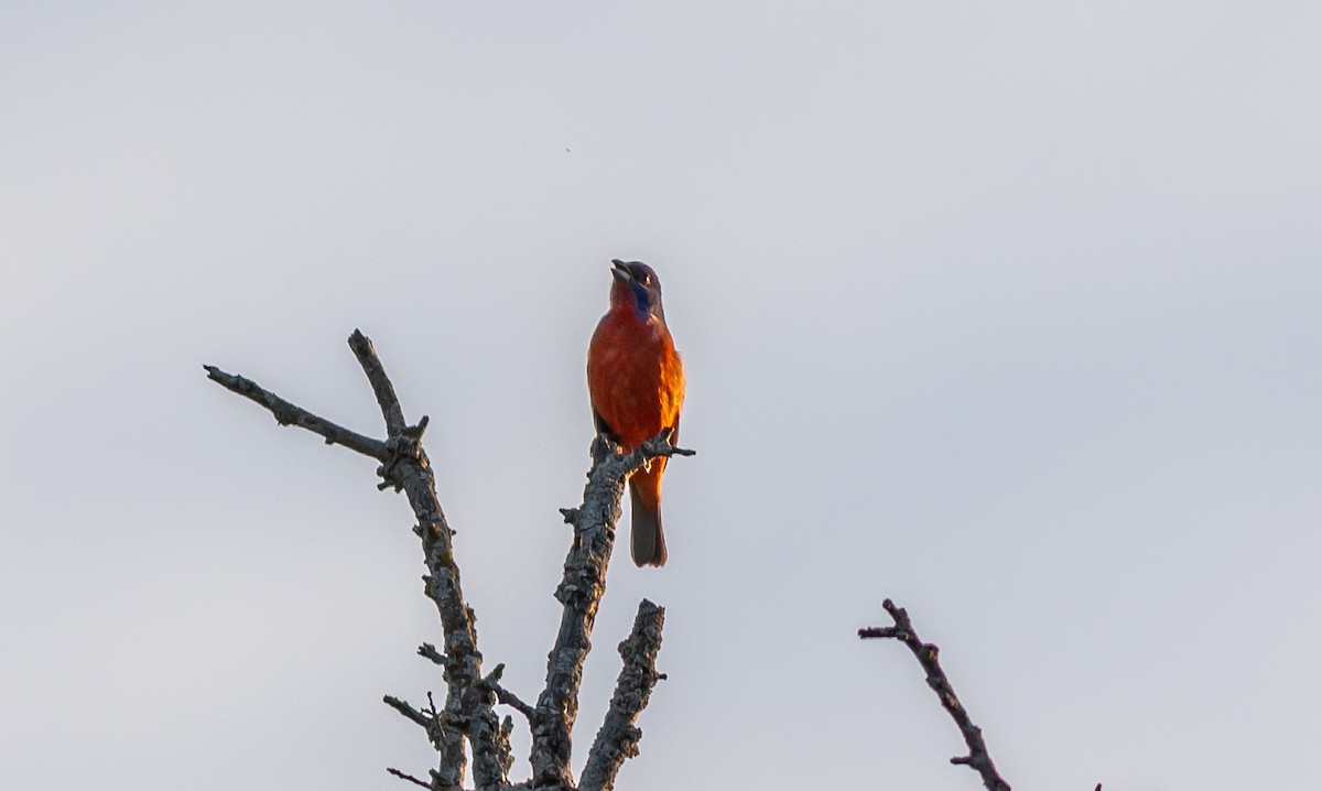 Painted Bunting - ML636287459