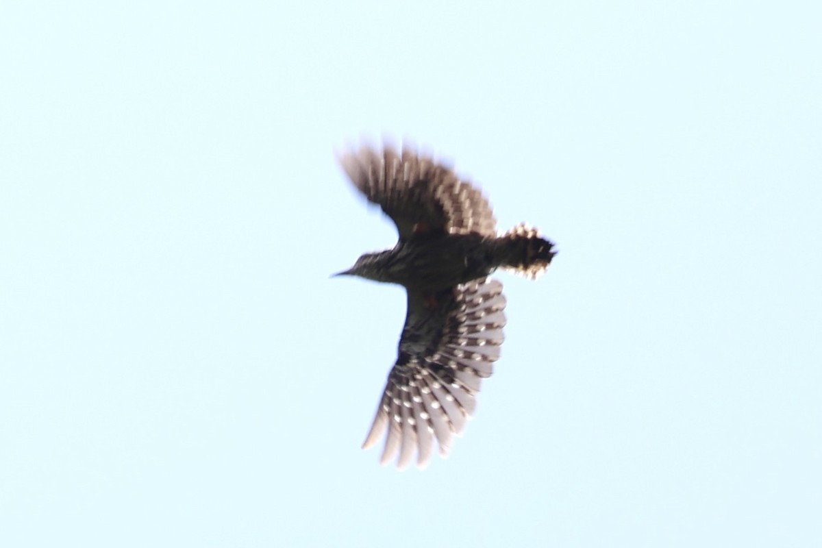 ub. spett (Picidae sp.) - ML636287471