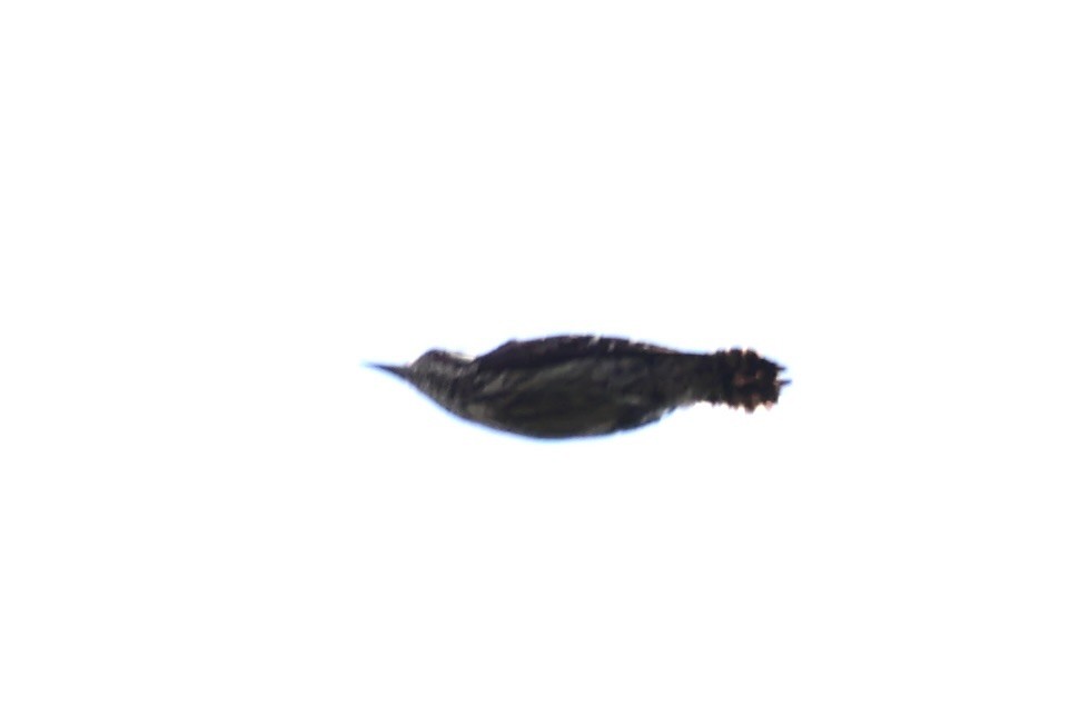 ub. spett (Picidae sp.) - ML636287473