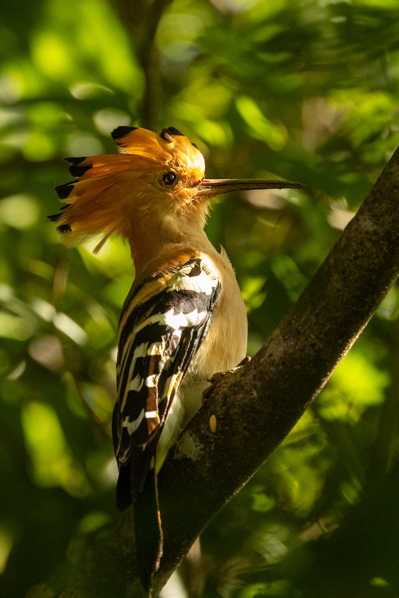 Madagascar Hoopoe - ML636287477