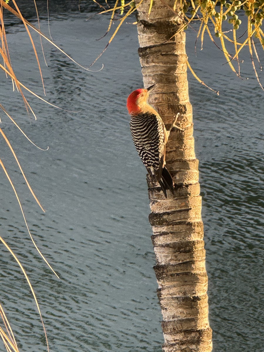 Red-bellied Woodpecker - ML636287483