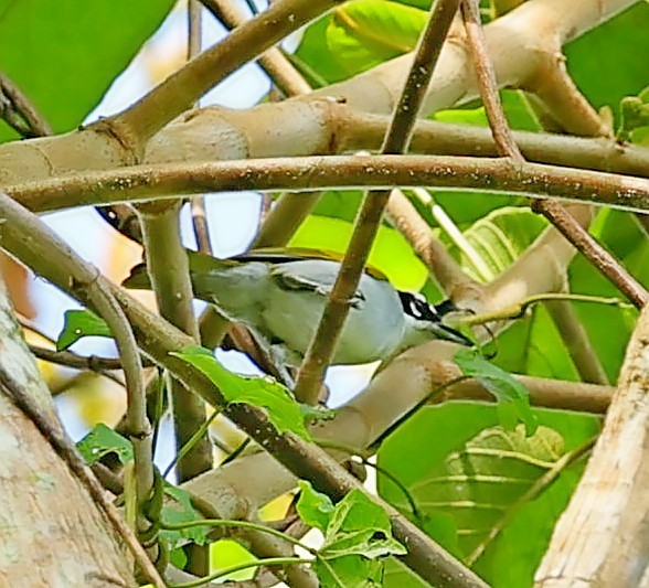 Black-crowned Palm-Tanager - ML636287494