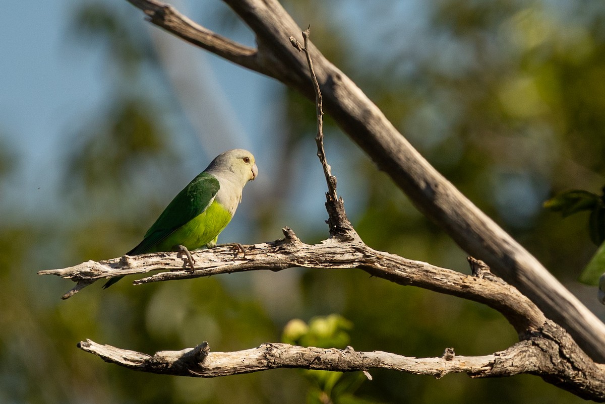 Gray-headed Lovebird - ML636287512