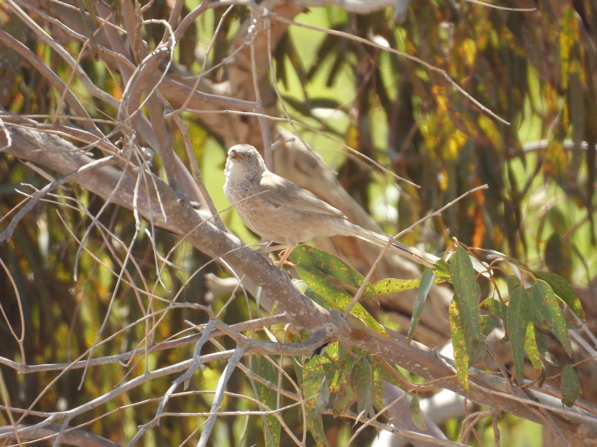 Arabian Babbler - ML636287566