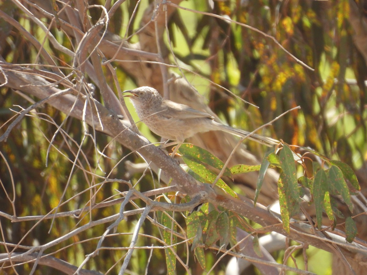Arabian Babbler - ML636287567