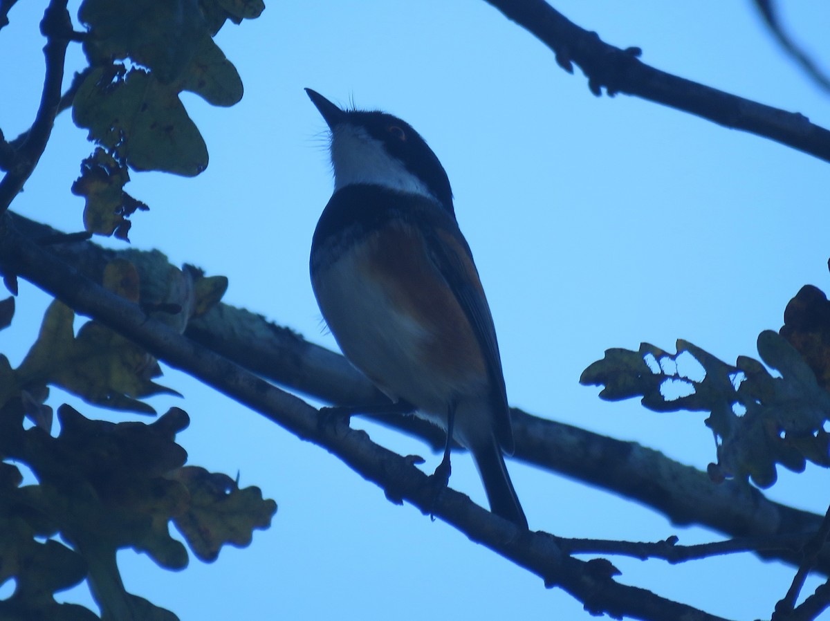 Cape Batis (Cape) - ML636287585