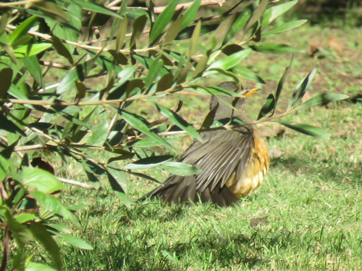 Olive Thrush - ML636287587