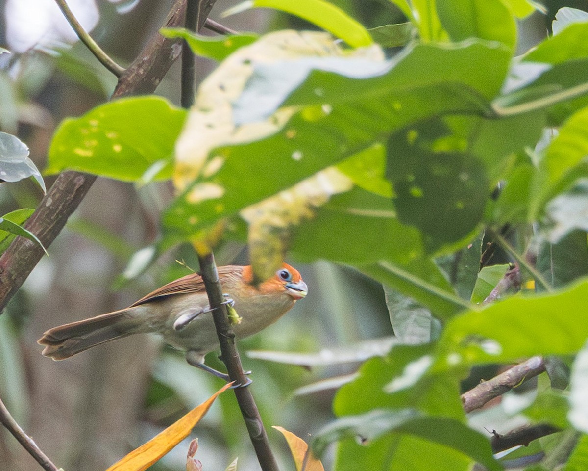 Rufous-headed Parrotbill - ML636287642