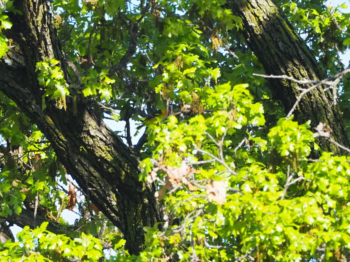 Western Tanager - ML636287656