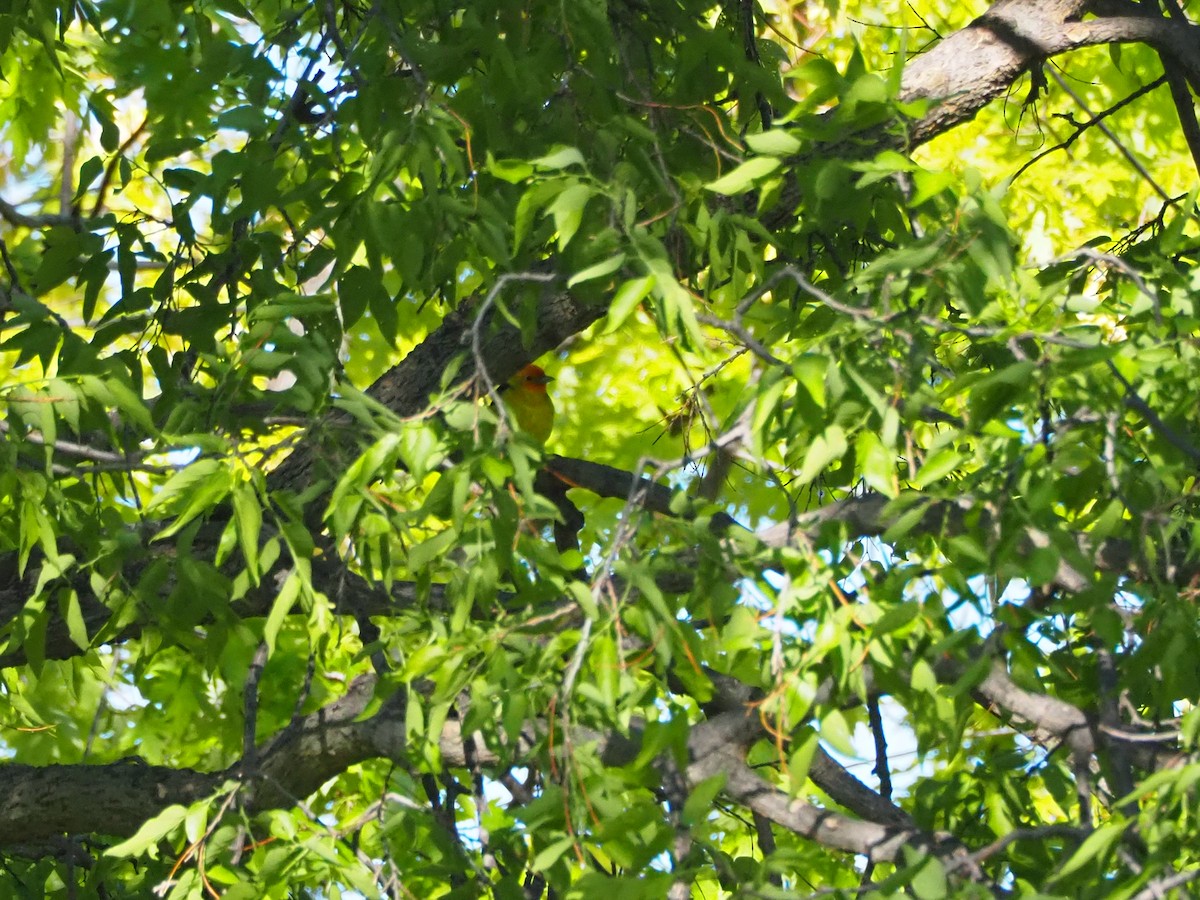 Western Tanager - ML636287657