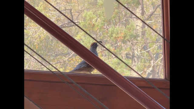 Gambel's Quail - ML636287700