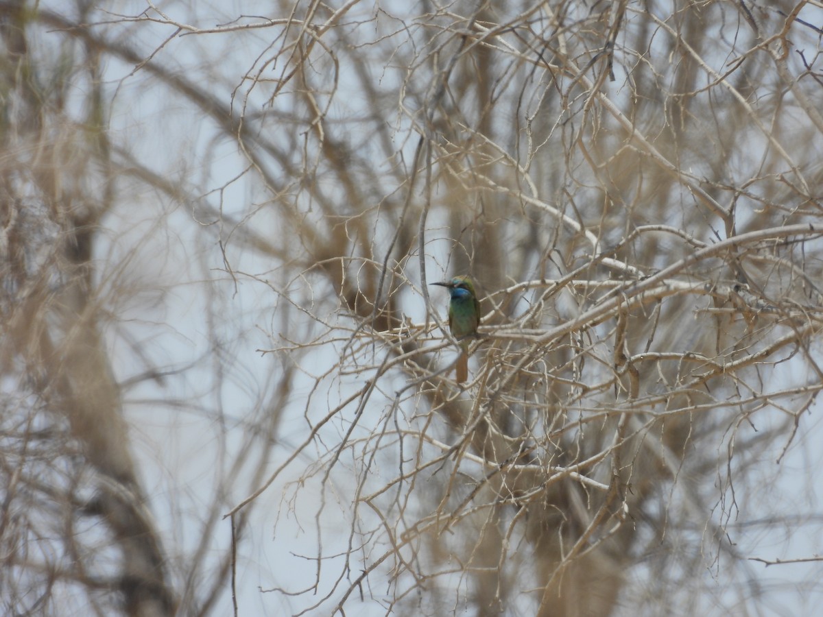 Arabian Green Bee-eater - ML636287772