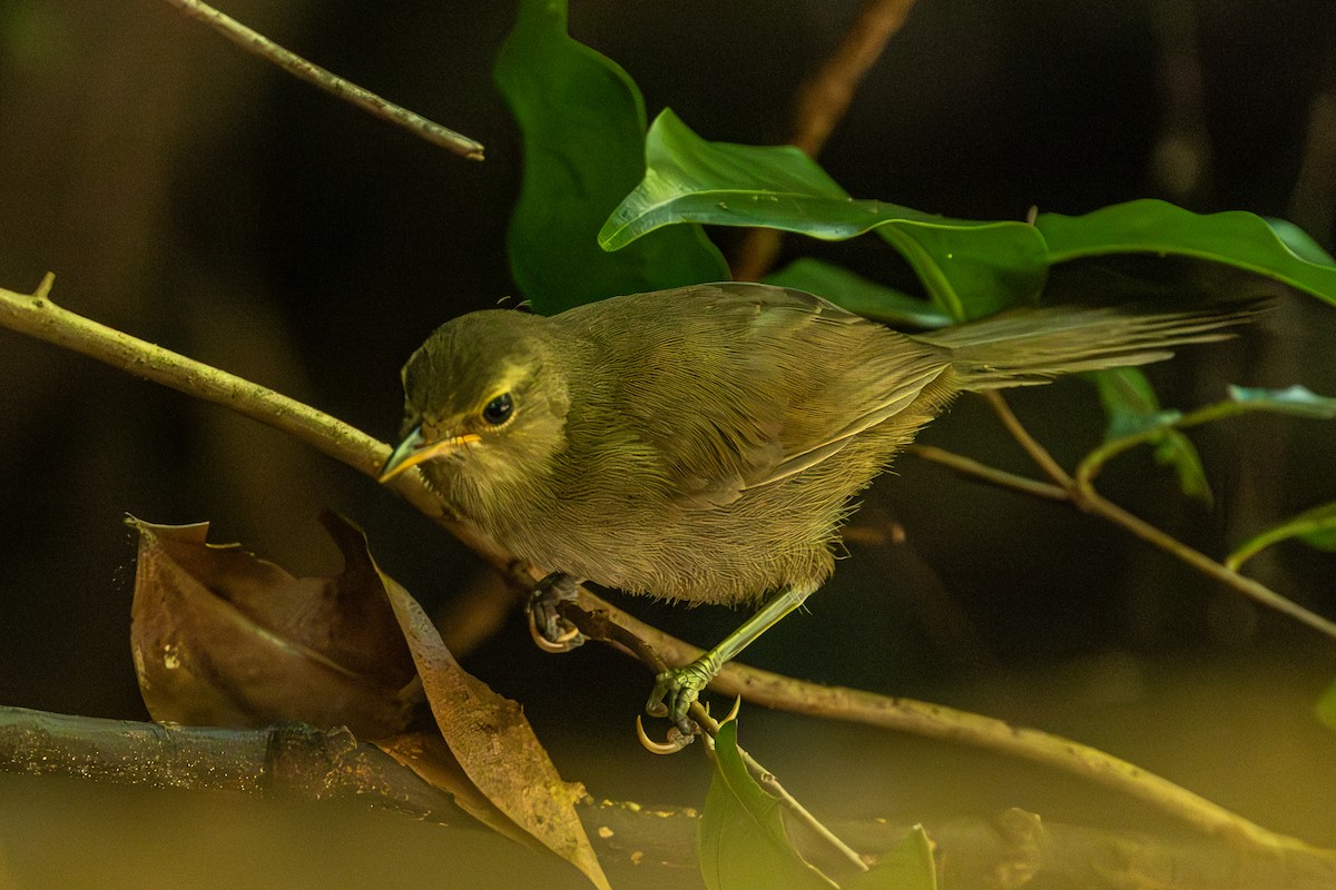 Malagasy Brush-Warbler - ML636287850