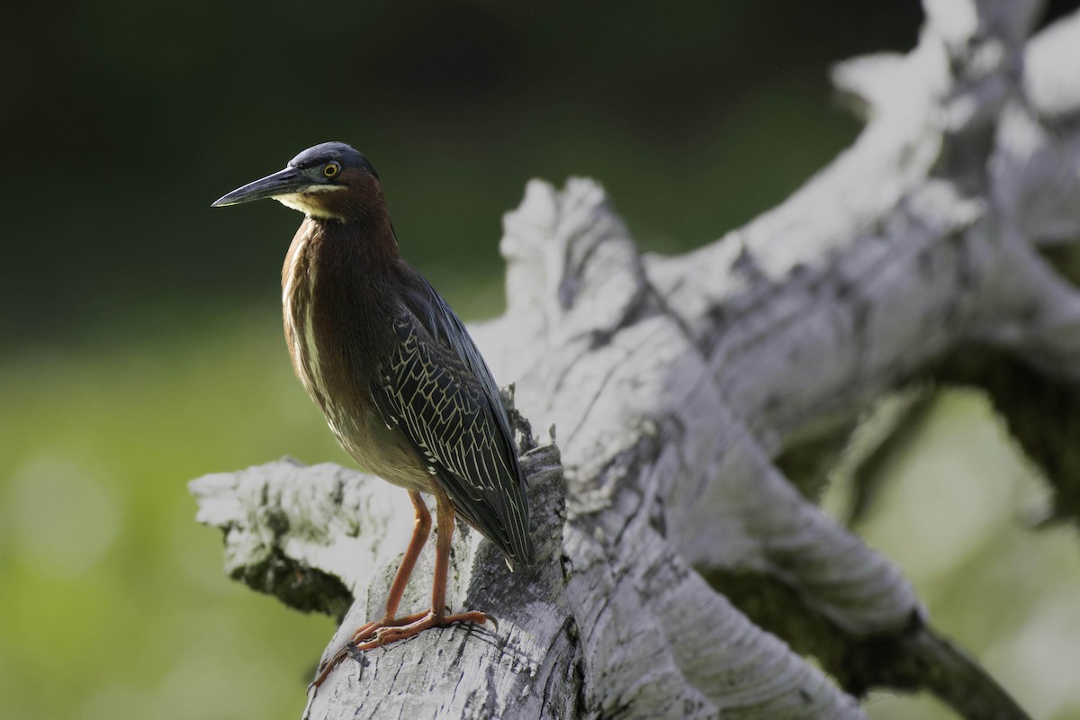 Green Heron - ML636287912