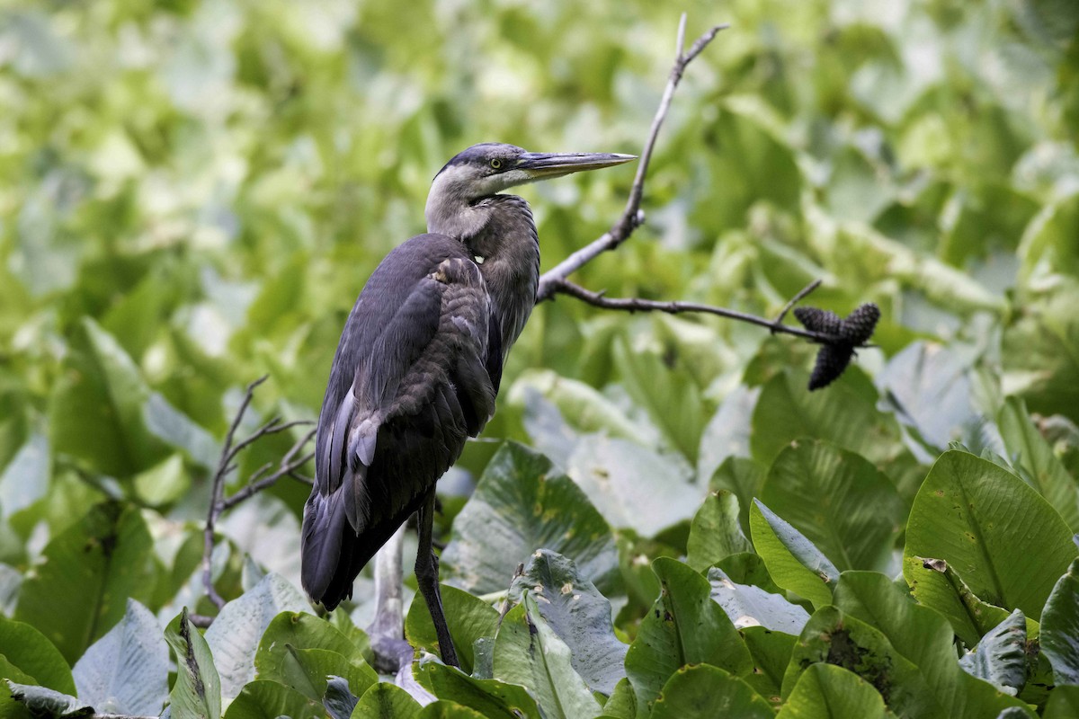 Great Blue Heron - ML636287918