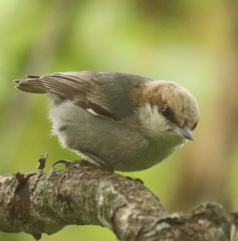 Brown-headed Nuthatch - ML636287963