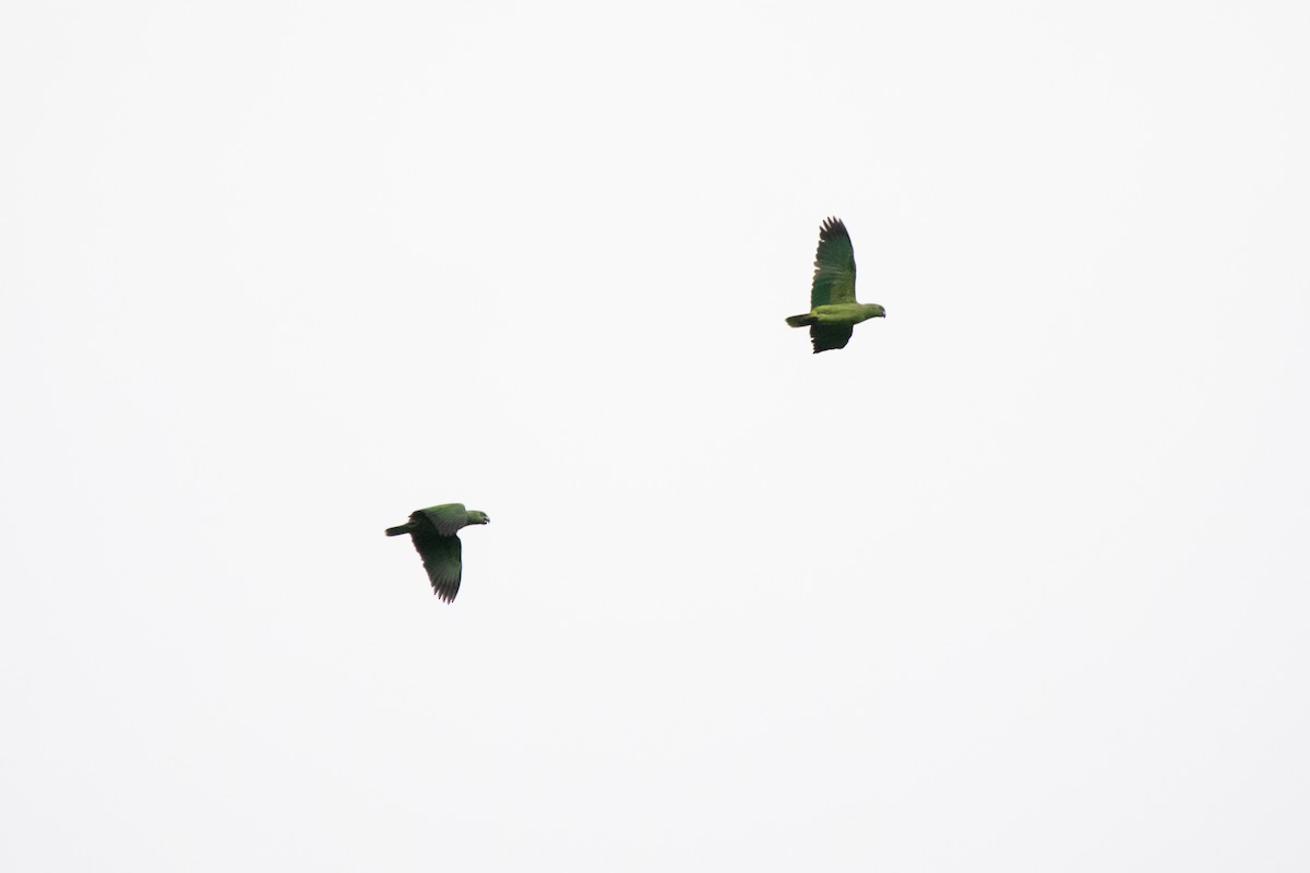 Scaly-naped Amazon - ML636287990