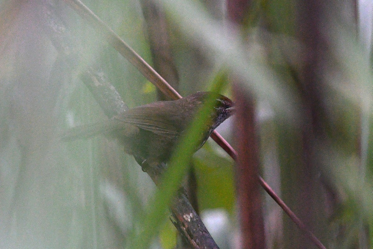 Marsh Babbler - ML636287993