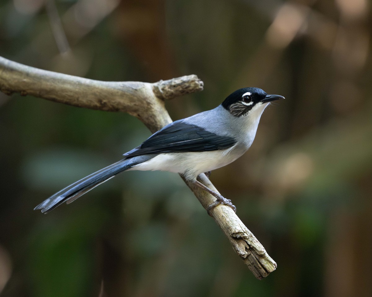 Black-headed Sibia (Lang Bian) - ML636288031