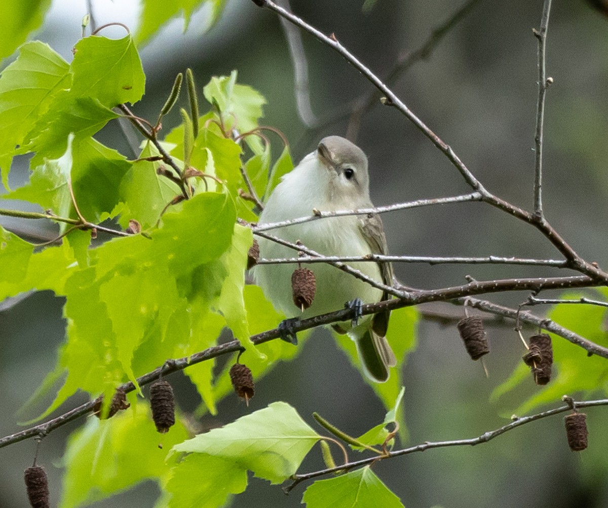 Warbling Vireo (Eastern) - ML636288116
