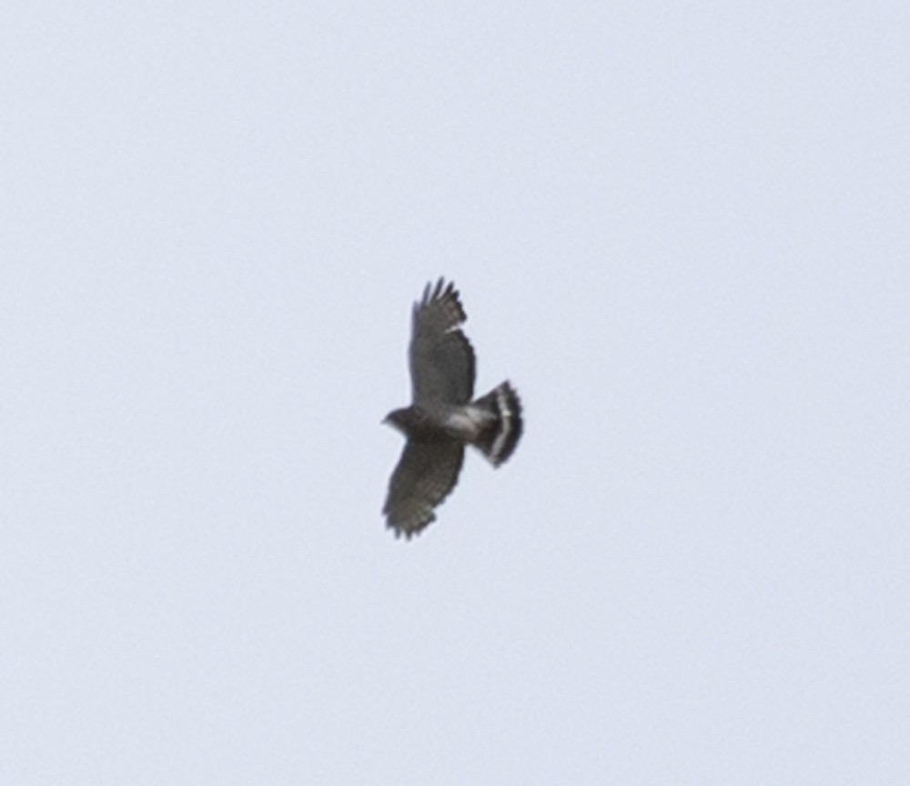 Broad-winged Hawk - ML636288118