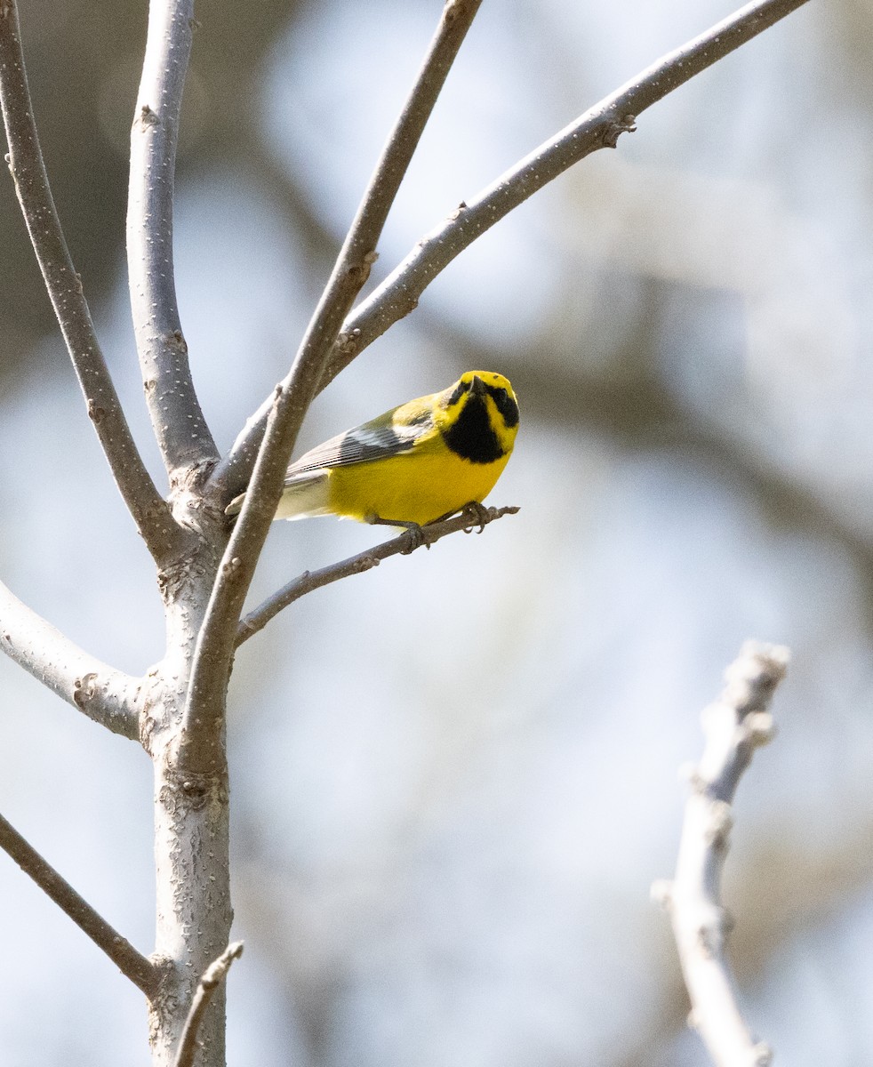 Lawrence's Warbler (hybrid) - ML636288170