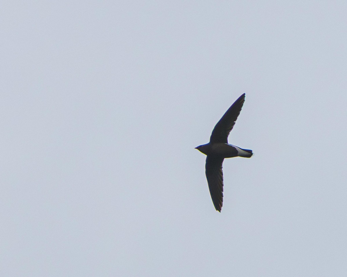 Silver-backed Needletail - ML636288183