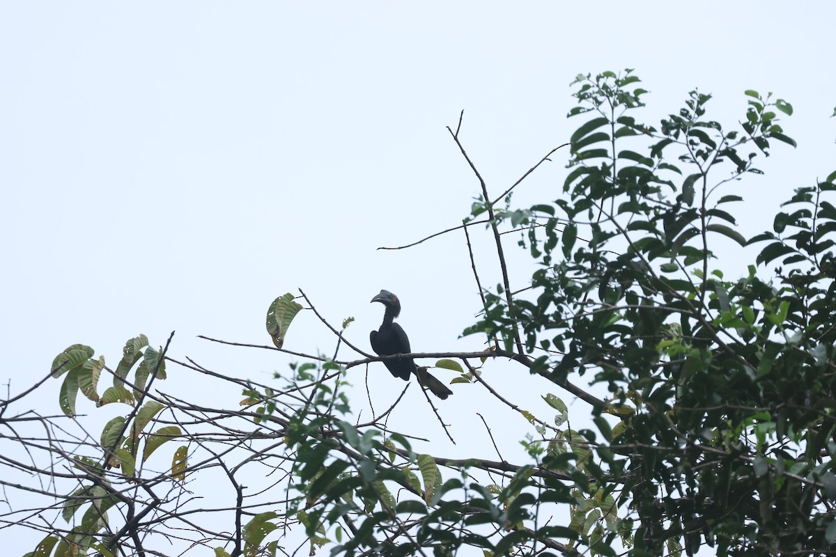 Black Hornbill - ML636288205