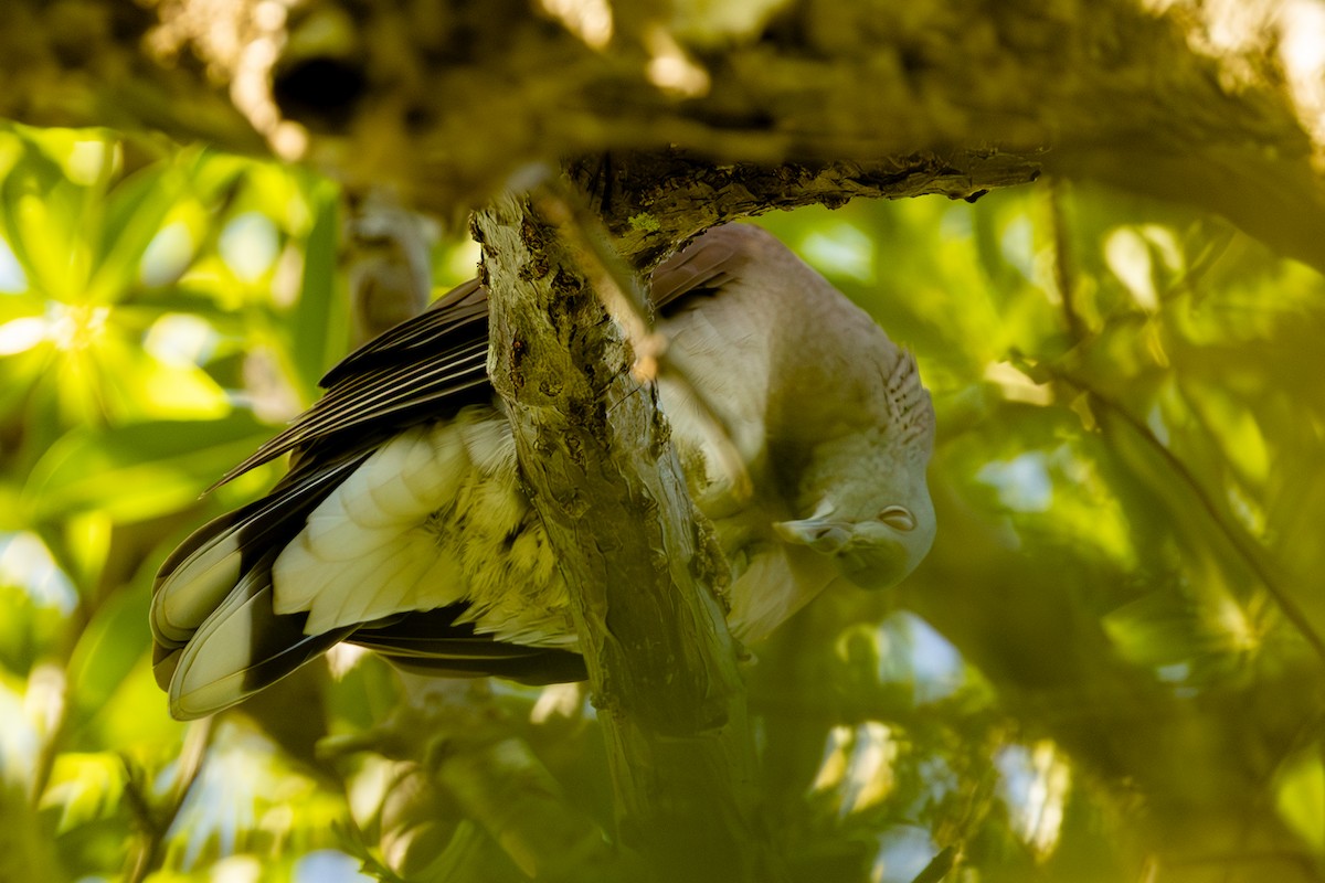 Malagasy Turtle-Dove - ML636288222