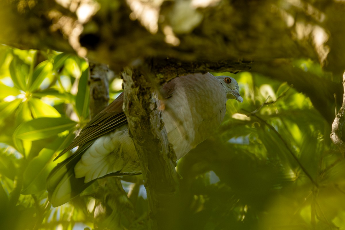 Malagasy Turtle-Dove - ML636288223