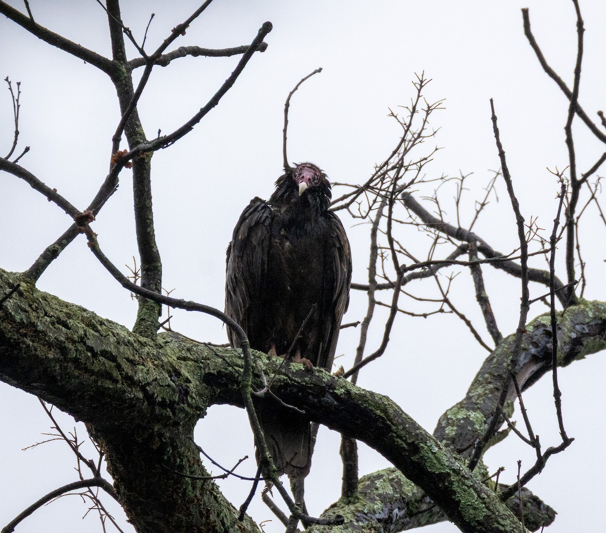 Turkey Vulture - ML636288277
