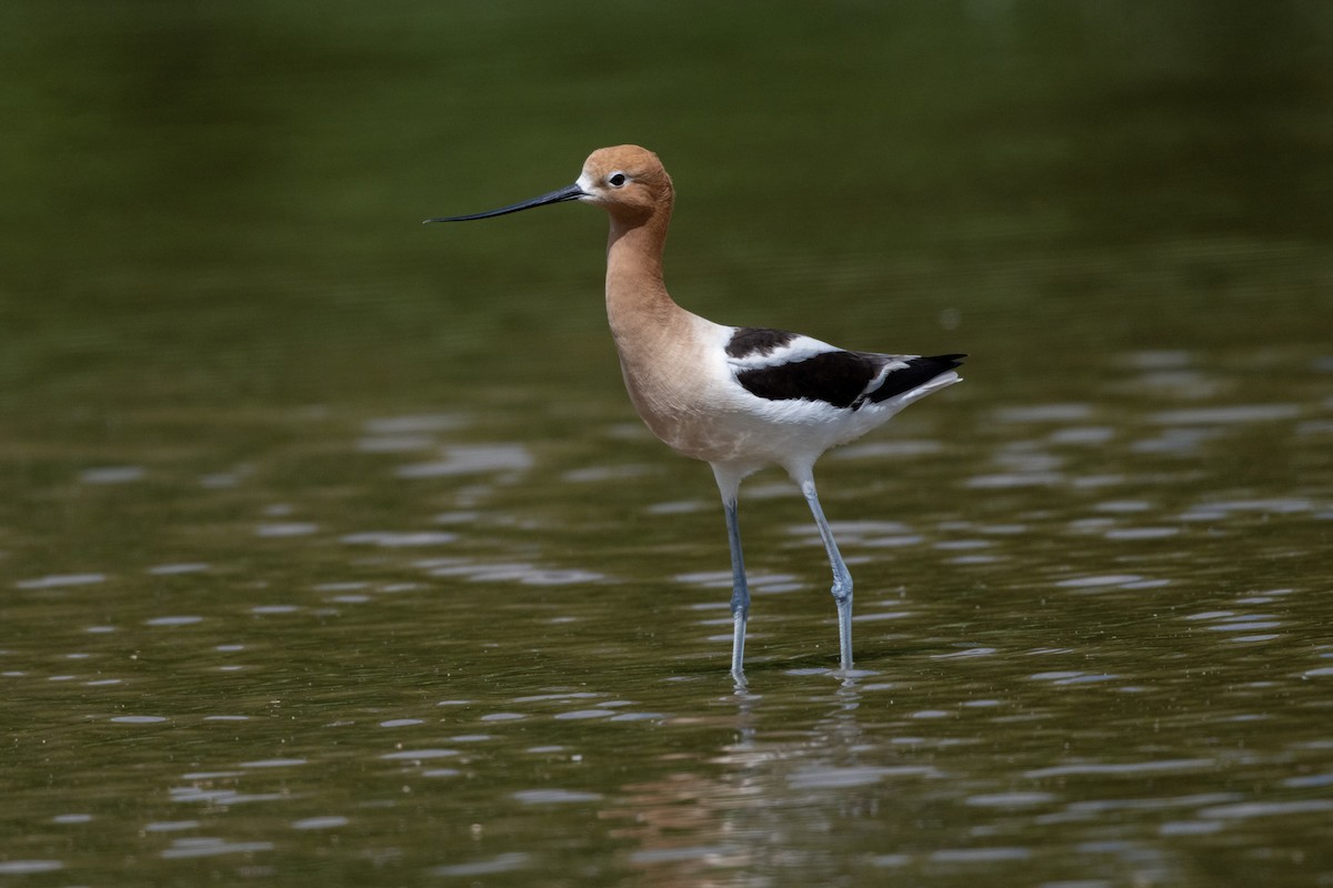 American Avocet - ML636288306