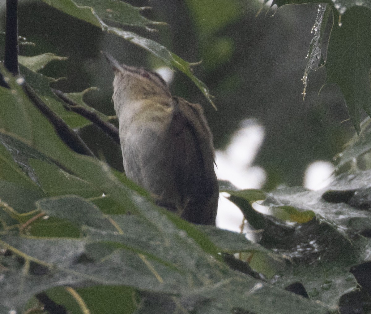 Red-eyed Vireo - ML636288308