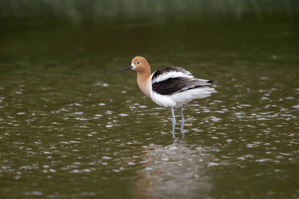 American Avocet - ML636288310